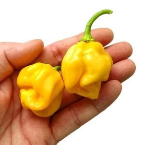 Sarı habanero biberi tohumu acı