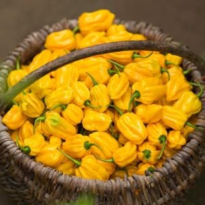 Sarı habanero biberi tohumu acı