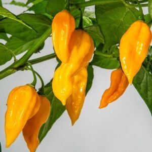 Sarı habanero biberi tohumu acı