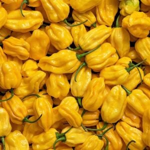 Sarı habanero biberi tohumu acı