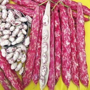 Çalı barbunya tohumu barbun fasulye oturak