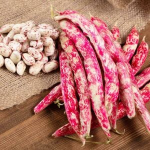 Çalı barbunya tohumu barbun fasulye oturak