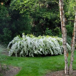 Havlu püskülü fidanı deutzia gracilis