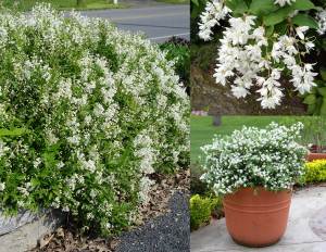 Havlu püskülü fidanı deutzia gracilis