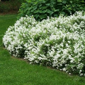 Havlu püskülü fidanı deutzia gracilis