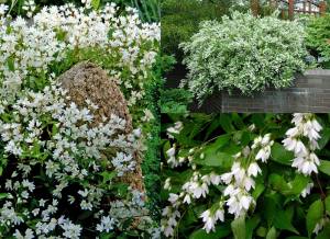 Havlu püskülü fidanı deutzia gracilis