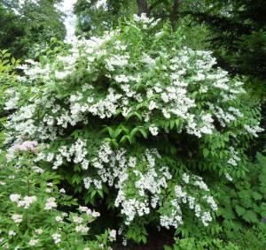 Havlu püskülü fidanı deutzia gracilis