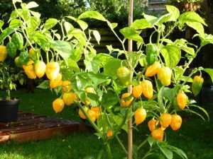 Sarı habanero biberi tohumu acı