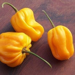 Sarı habanero biberi tohumu acı