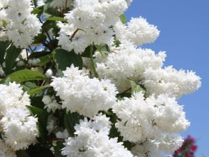 Katlı Havlu püskülü fidanı deutzia scabra