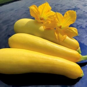 Erkenci sarı kabak tohumu geleneksel yellow straightneck squash