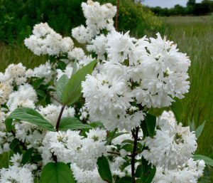 Katlı Havlu püskülü fidanı deutzia scabra