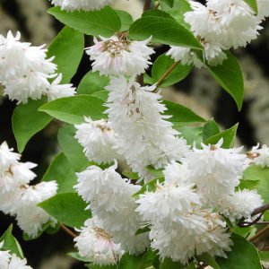 Katlı Havlu püskülü fidanı deutzia scabra