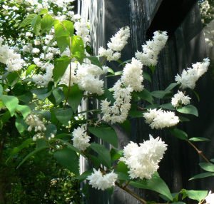 Katlı Havlu püskülü fidanı deutzia scabra