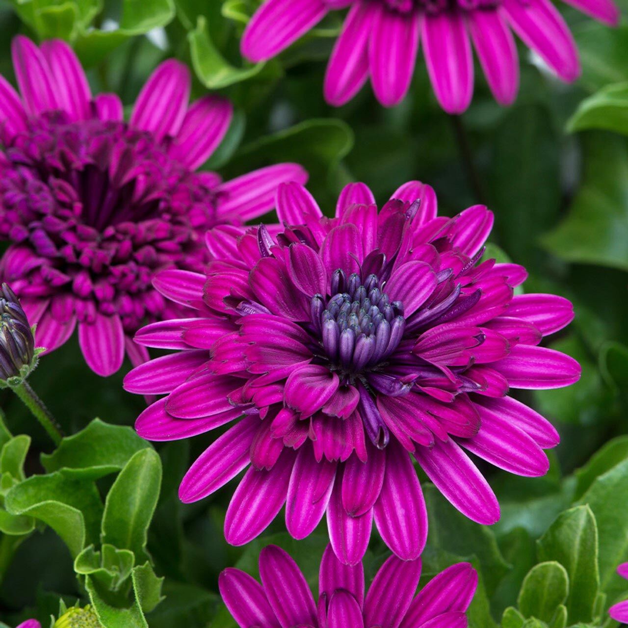 Katlı mor bodrum papatyası fidesi ithal osteospermum erato double purple