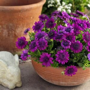 Katlı mor bodrum papatyası fidesi ithal osteospermum erato double purple