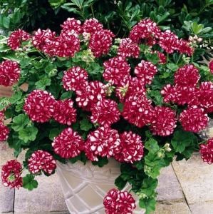 Kırmızı beyaz sarkan sakız sardunya fidesi ithal pelargonium arctic scarlet