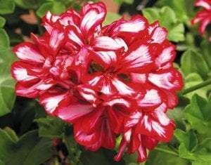 Kırmızı beyaz sarkan sakız sardunya fidesi ithal pelargonium arctic scarlet