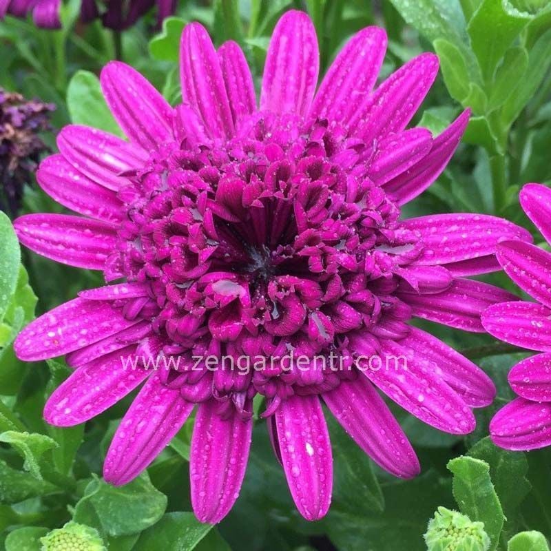 Katlı mor bodrum papatyası fidesi ithal osteospermum erato double purple