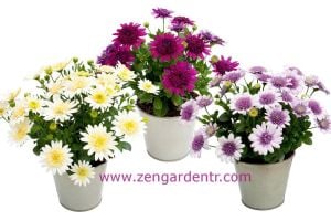 Katlı mor bodrum papatyası fidesi ithal osteospermum erato double purple