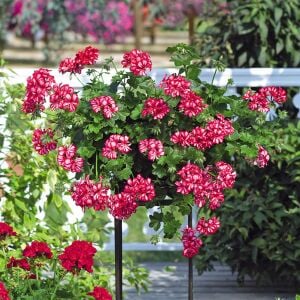 Kırmızı beyaz sarkan sakız sardunya fidesi ithal pelargonium arctic scarlet