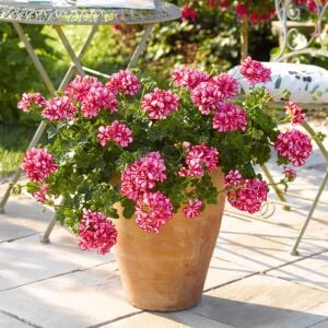 Kırmızı beyaz sarkan sakız sardunya fidesi ithal pelargonium arctic scarlet