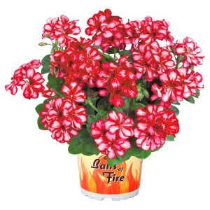 Kırmızı beyaz sarkan sakız sardunya fidesi ithal pelargonium arctic scarlet