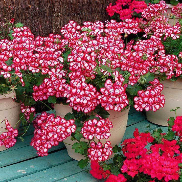 Kırmızı beyaz sarkan sakız sardunya fidesi ithal pelargonium arctic scarlet