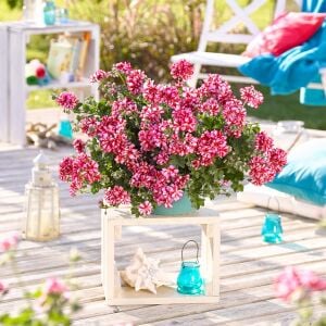 Kırmızı beyaz sarkan sakız sardunya fidesi ithal pelargonium arctic scarlet