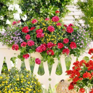 Kırmızı beyaz sarkan sakız sardunya fidesi ithal pelargonium arctic scarlet