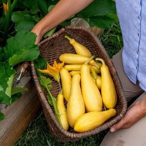 Erkenci sarı kabak tohumu geleneksel yellow straightneck squash
