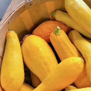 Erkenci sarı kabak tohumu geleneksel yellow straightneck squash