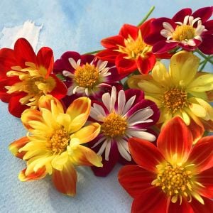 5 adet Dandy yıldız çiçeği fidesi dahlia saksı çeşidi