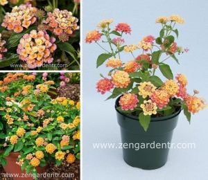 Turuncu lantana fidesi ağaç minesi camara esperanta orange