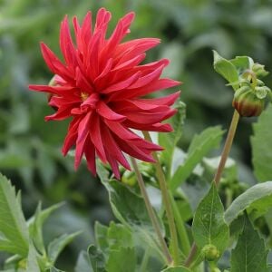 5 adet Kaktüs çiçekli yıldız çiçeği fidesi dahlia bodur