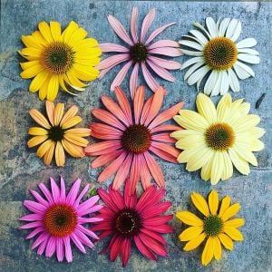Paradiso ekinezya tohumu echinacea tall mix