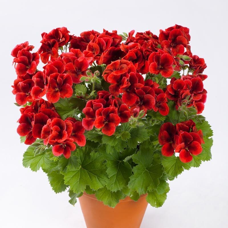 Kırmızı yediveren canan sardunya fidesi clarion bright red