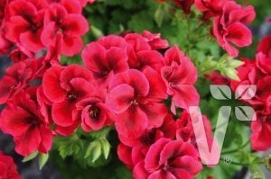 Kırmızı yediveren canan sardunya fidesi clarion bright red