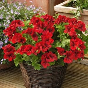 Kırmızı yediveren canan sardunya fidesi clarion bright red