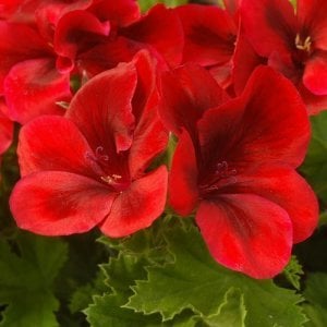 Kırmızı yediveren canan sardunya fidesi clarion bright red