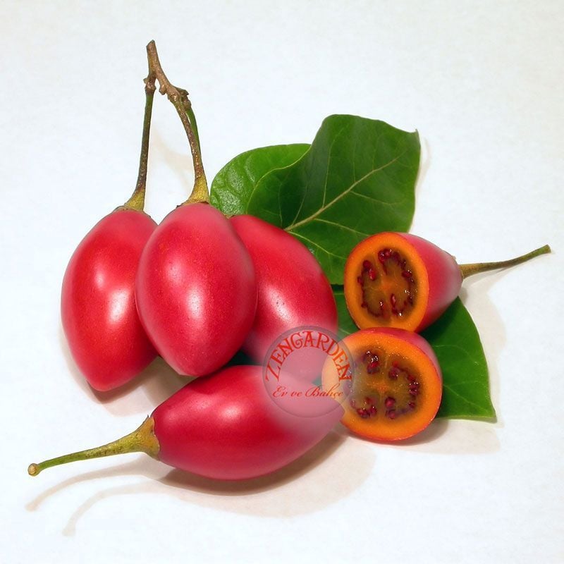 Tamarillo domates ağacı tohumu