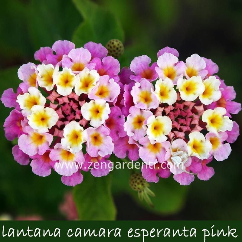 Pembe lantana fidesi ağaç minesi camara esperanta pink