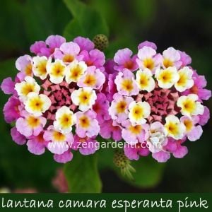 Pembe lantana fidesi ağaç minesi camara esperanta pink