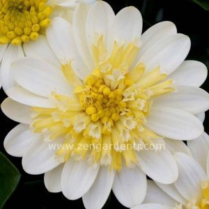 Katlı sarı bodrum papatyası fidesi ithal osteospermum erato double lemon