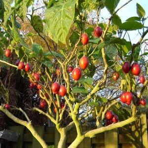 Tamarillo domates ağacı tohumu