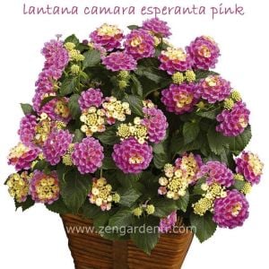 Pembe lantana fidesi ağaç minesi camara esperanta pink