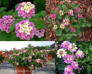 Pembe lantana fidesi ağaç minesi camara esperanta pink