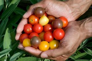 Kiraz çeri domates tohumu renkli karışımı cherry tomato mix