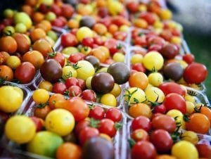Kiraz çeri domates tohumu renkli karışımı cherry tomato mix