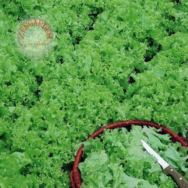 Mini tango marul tohumu atalık lactuca sativa